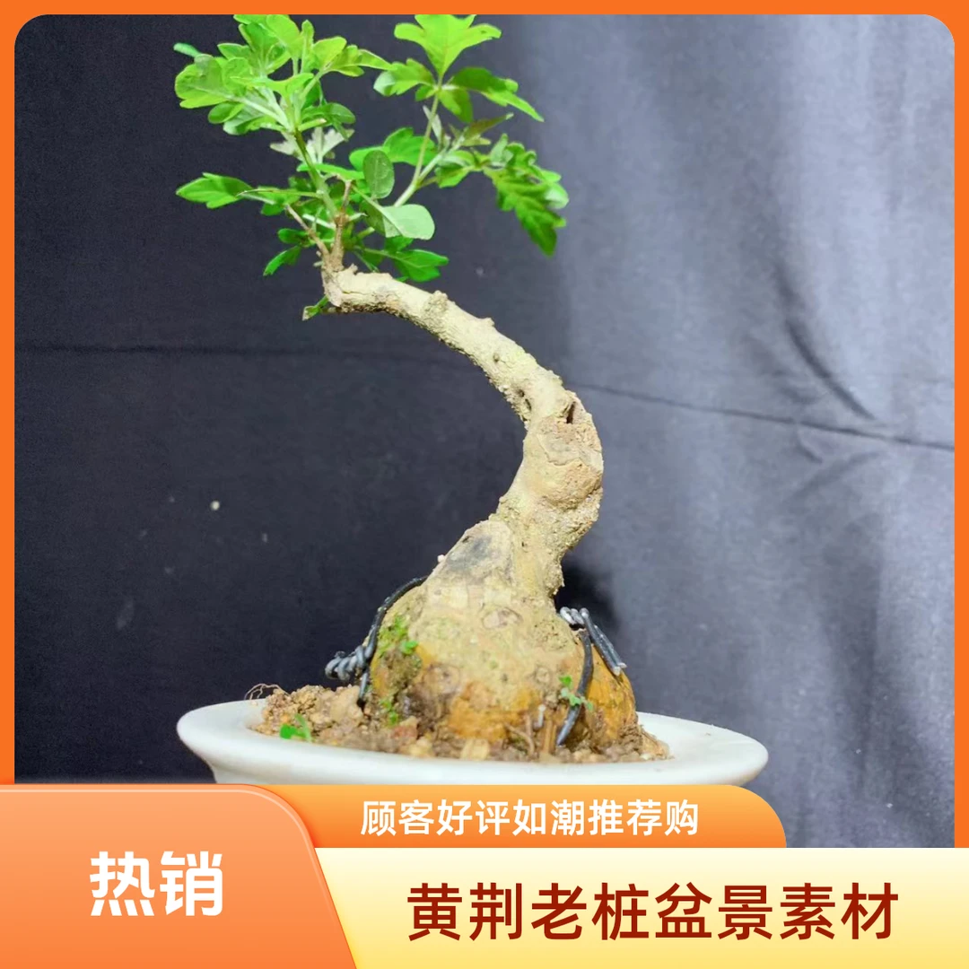 黄荆老桩盆景素材绿植花卉美观室内外直播间一物一拍种植办公室土