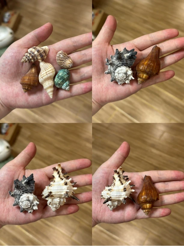 寄居蟹替换壳专用壳天然海螺壳繁殖鱼缸造景水族箱装饰套装纯天然