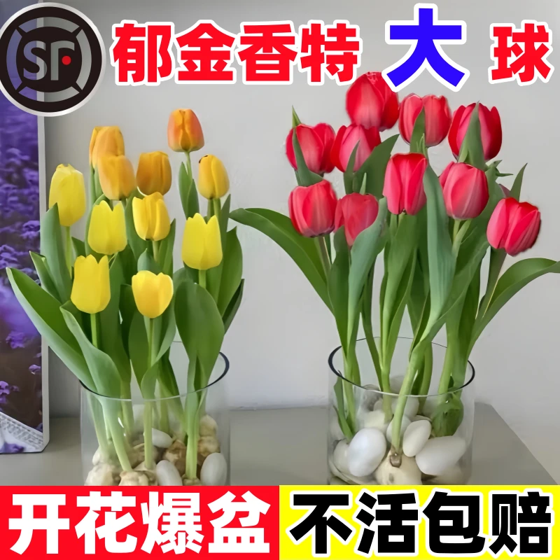 郁金香种球进口五度球土培水培耐寒盆栽种子水培植物阳台客厅种植