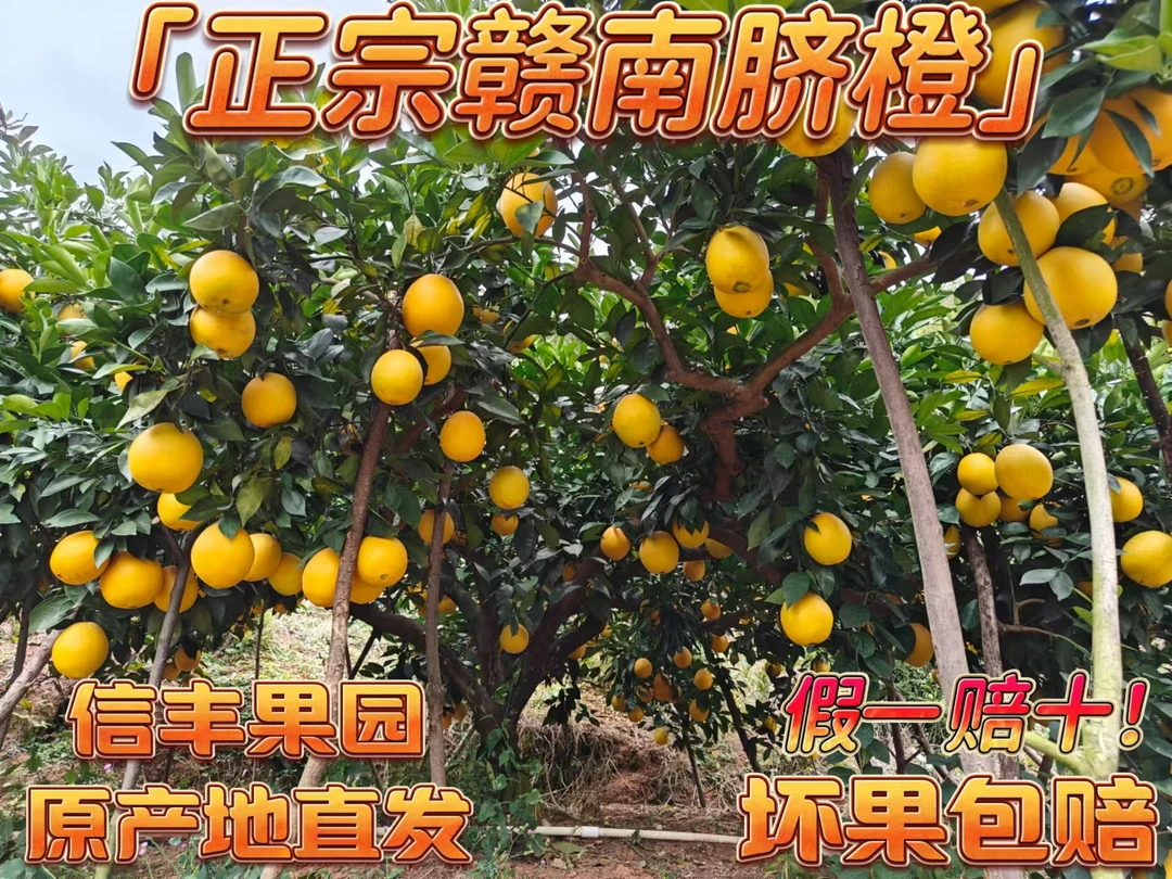 正宗赣南脐橙5斤当季新鲜水果江西赣州果园新鲜脐橙采摘现摘现发