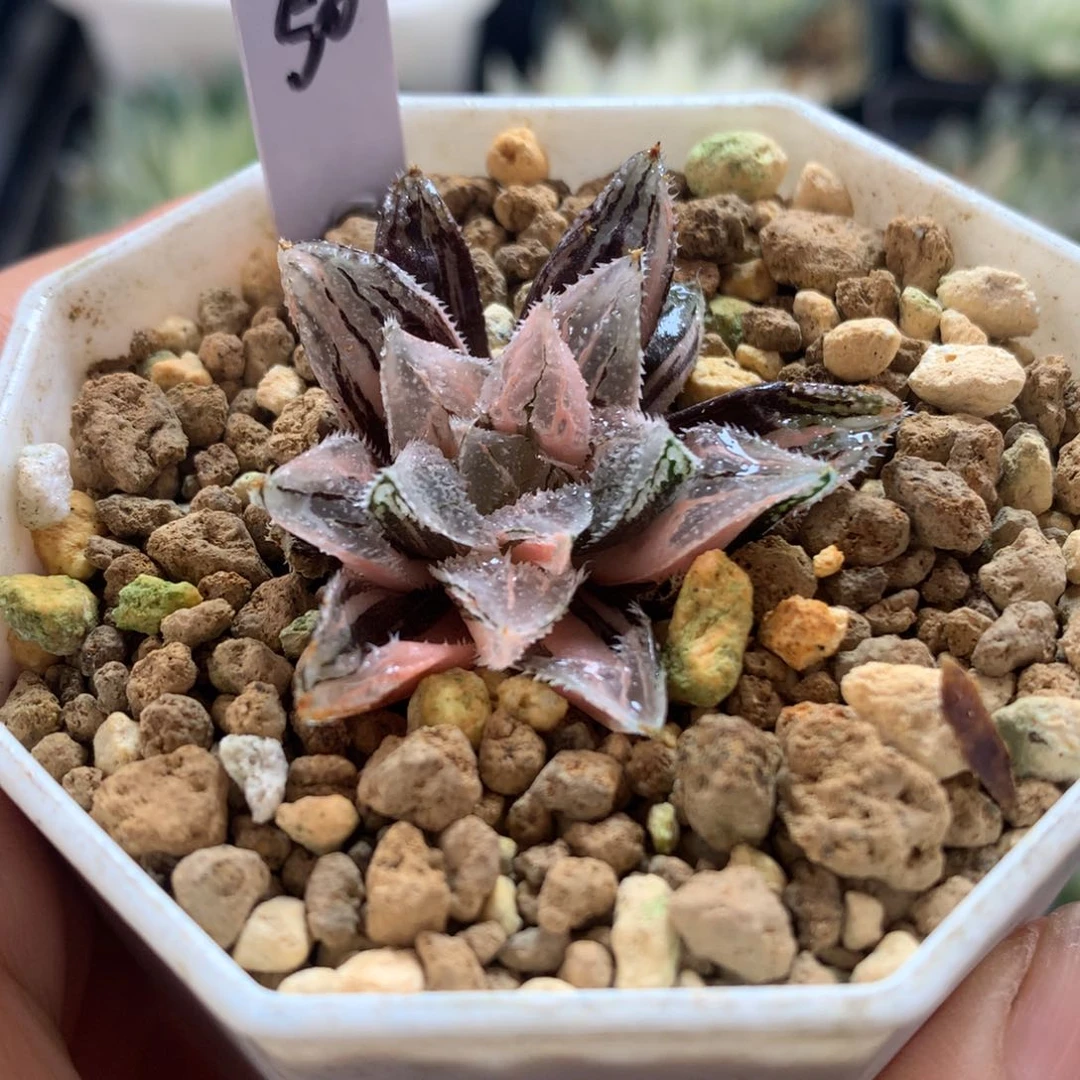 冰沙糖寿锦，带盆发货