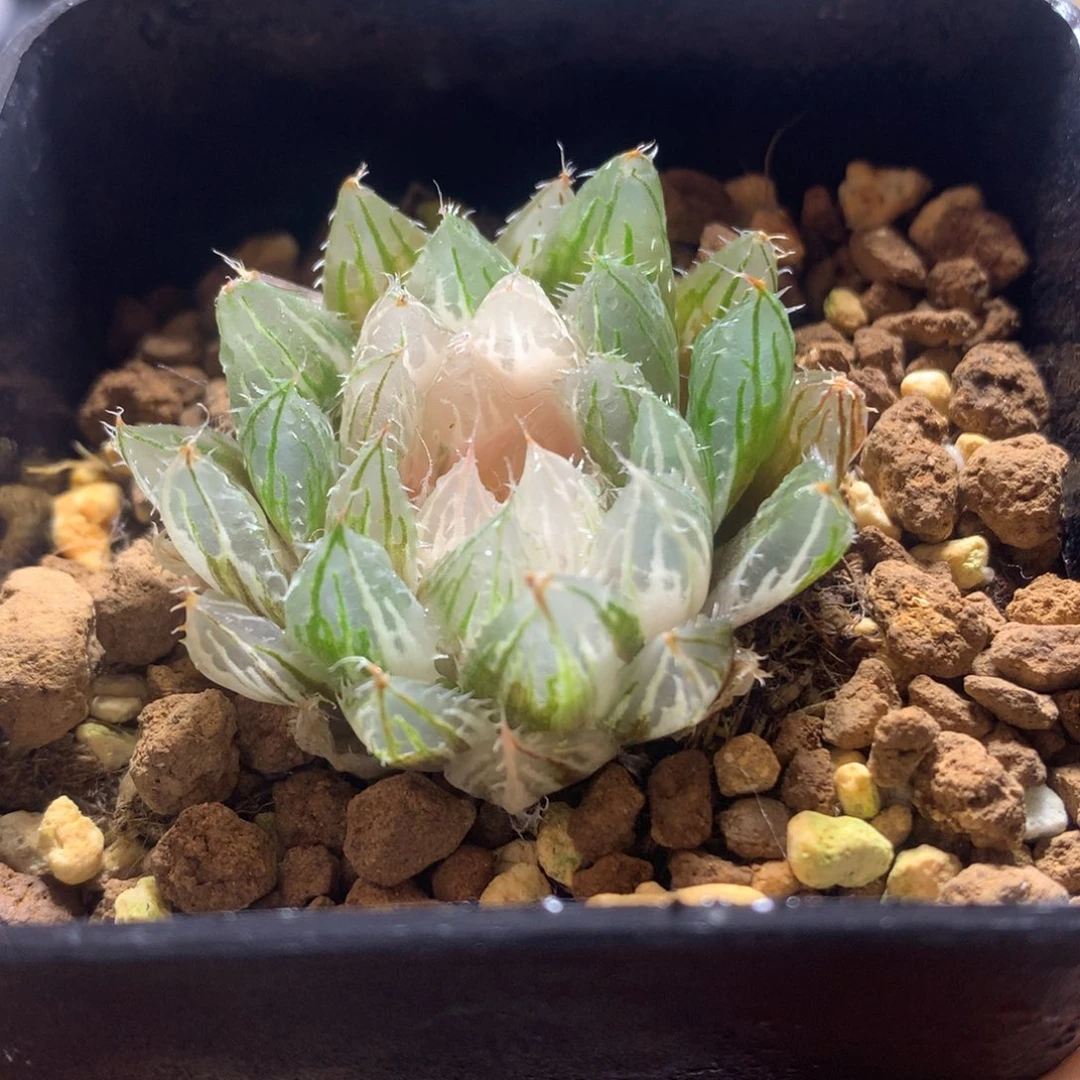 实生大卫玉露锦，带盆发货