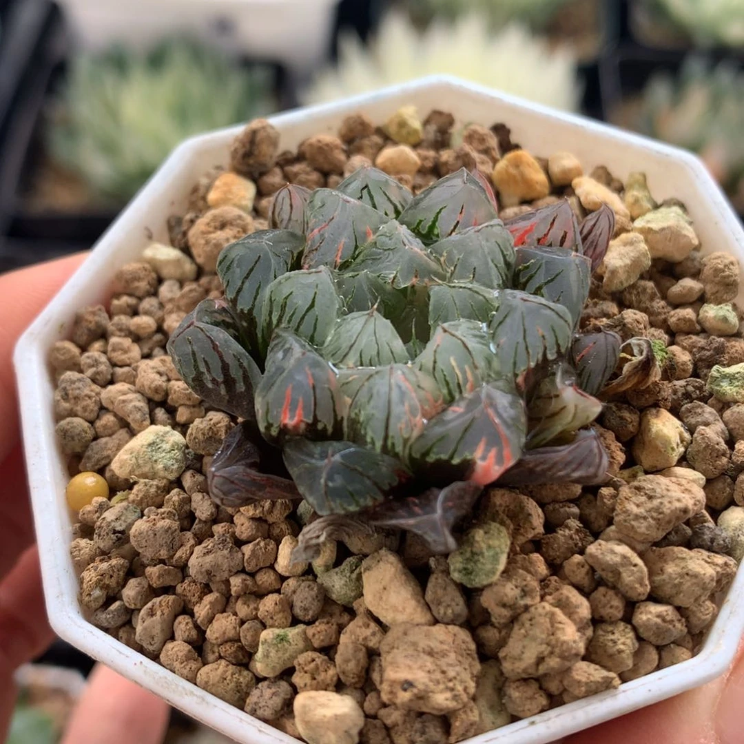 狄原no5玉露锦，带盆发货