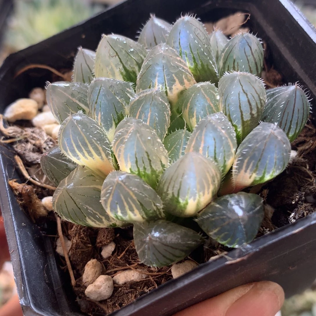 巨大赤线玉露锦，带盆fahuo