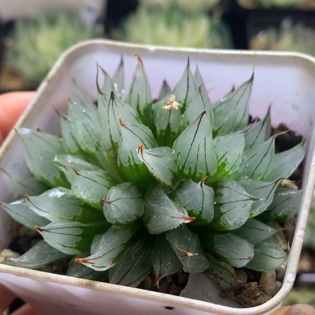 全窗西亚基，带盆发货