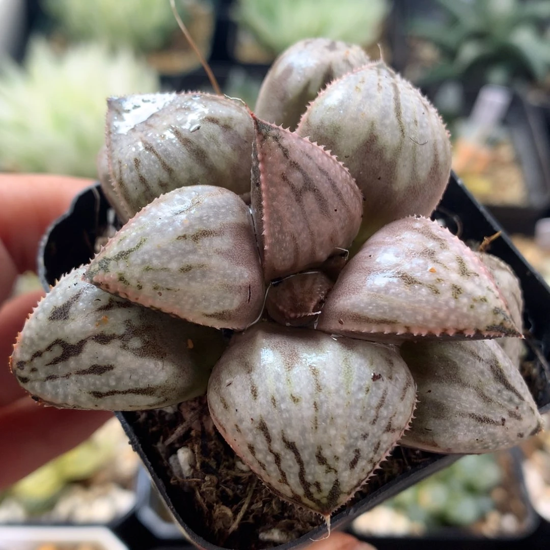 慧星，带盆土发货