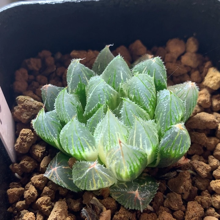 毛玉露锦，带盆发货