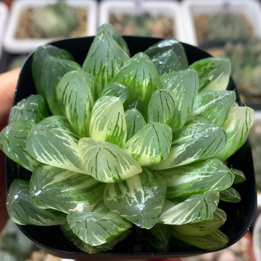 花火玉露锦，带盆发货