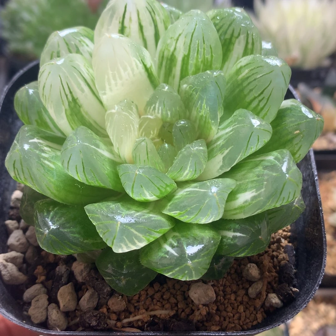 实生玉露锦，带盆发货