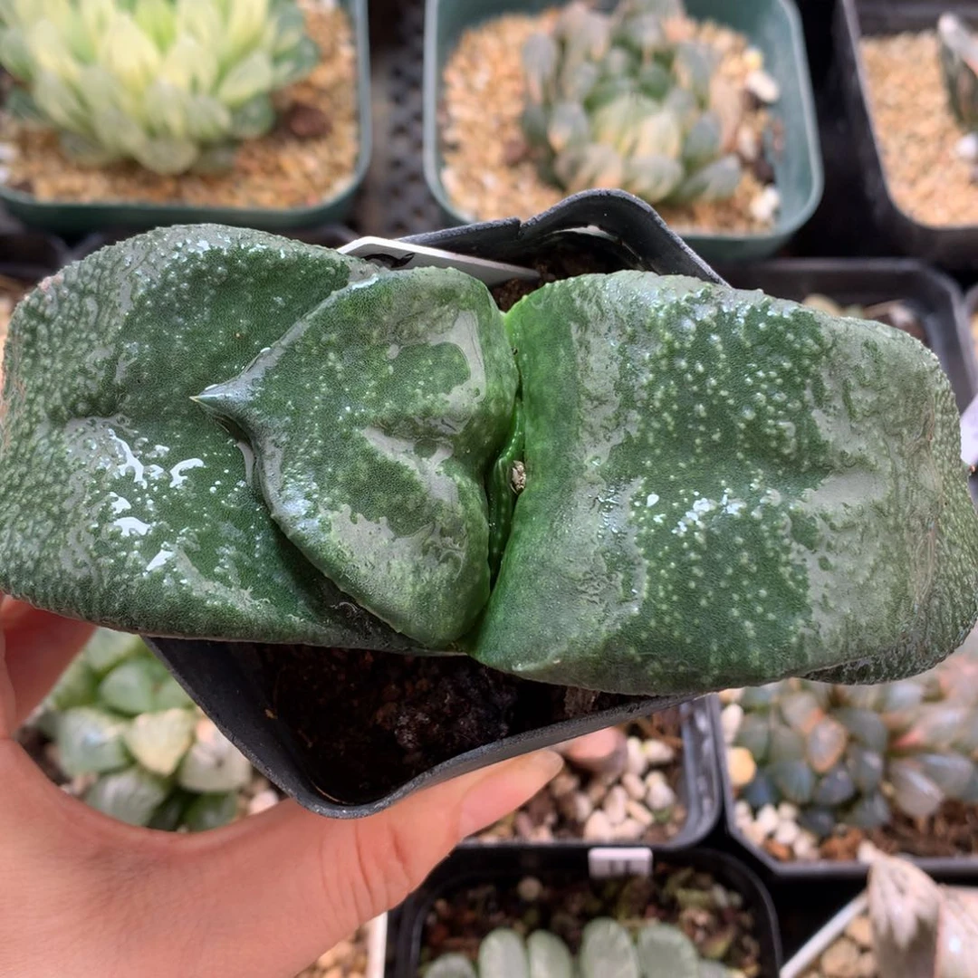 卧牛，带盆土发货