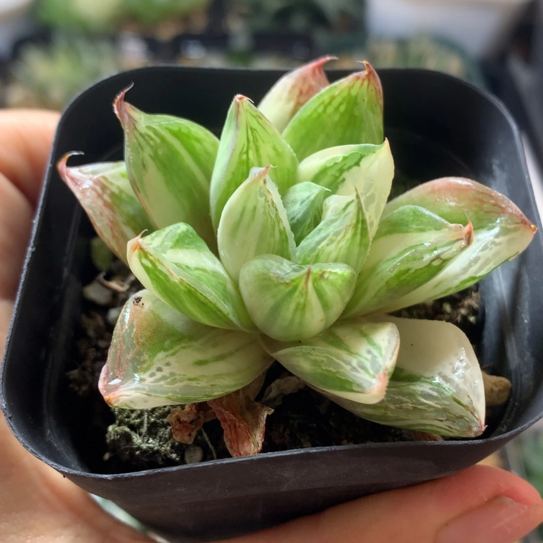 寿锦，带盆土发货