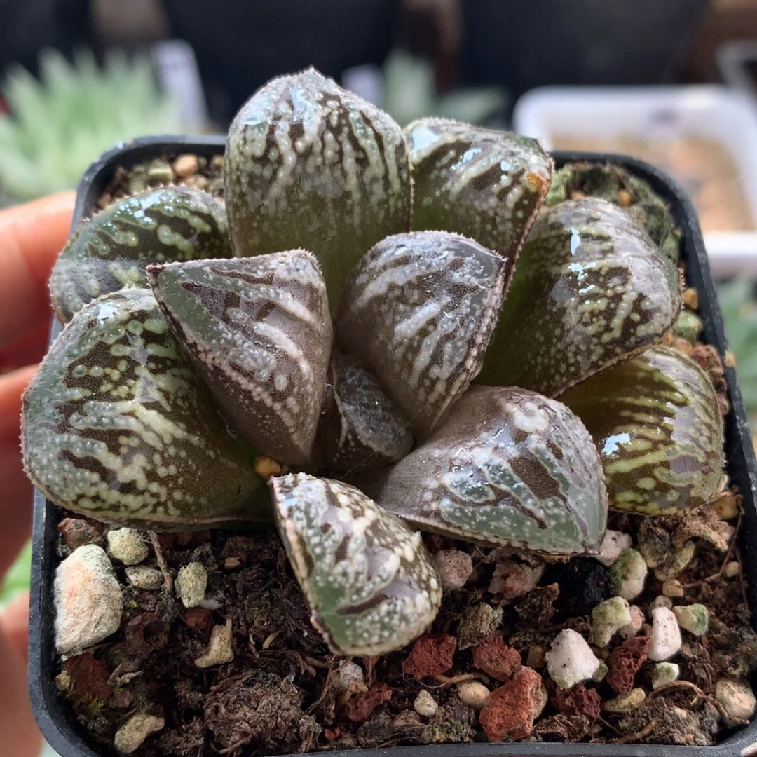 蟒蛇寿，带盆发货