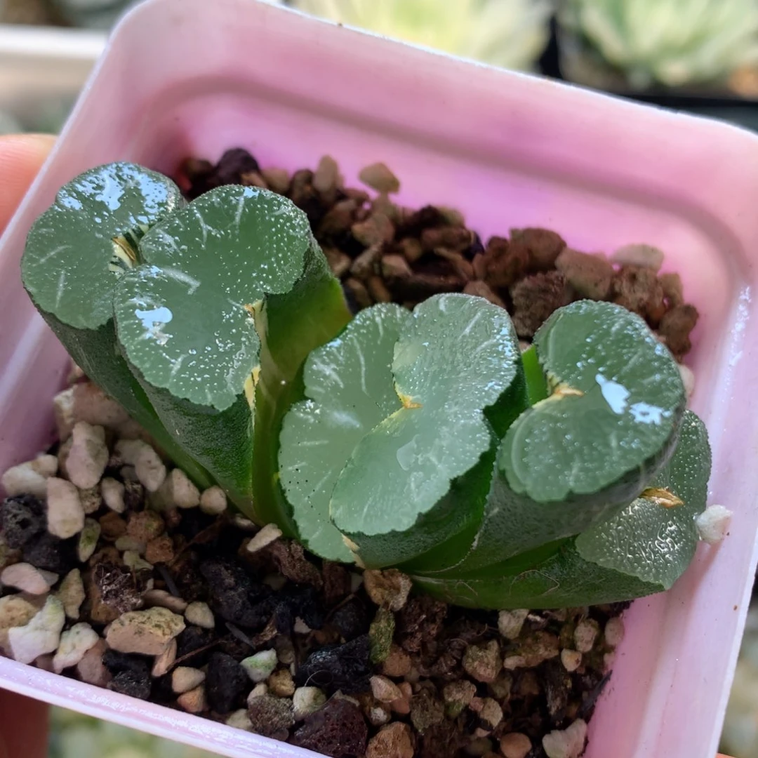 大绳玉扇锦，带盆发货