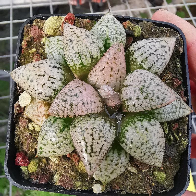 大久保实生粉白银寿带盆带土发货根系好品相佳十二卷多肉阳台盆栽