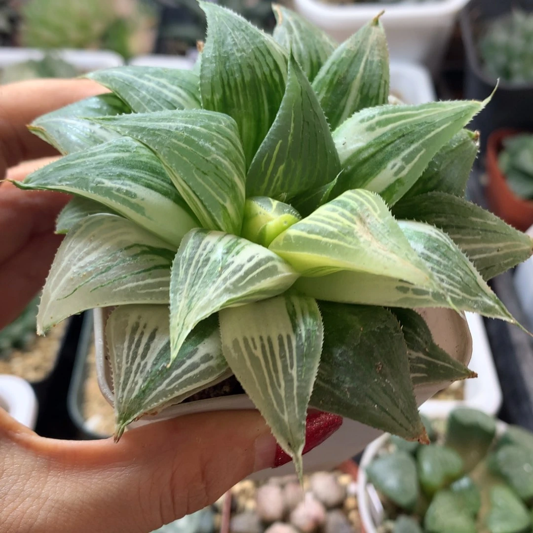 嘻****t芭提雅寿锦，带盆发货