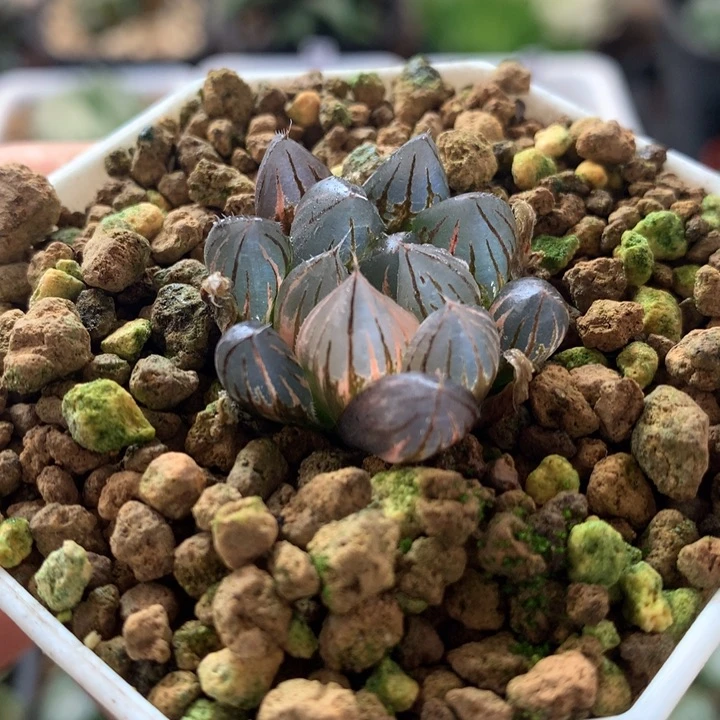 霓虹灯玉露锦，带盆发货