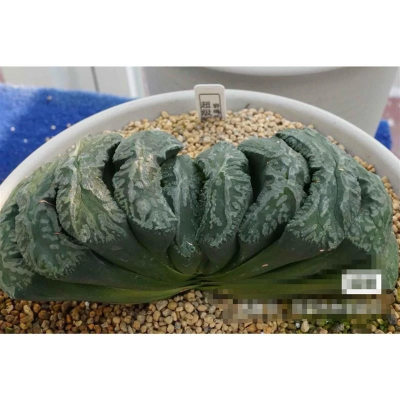 海盗玉扇大颗多肉品相佳带盆带土发货品相佳根系好十二卷多肉植物