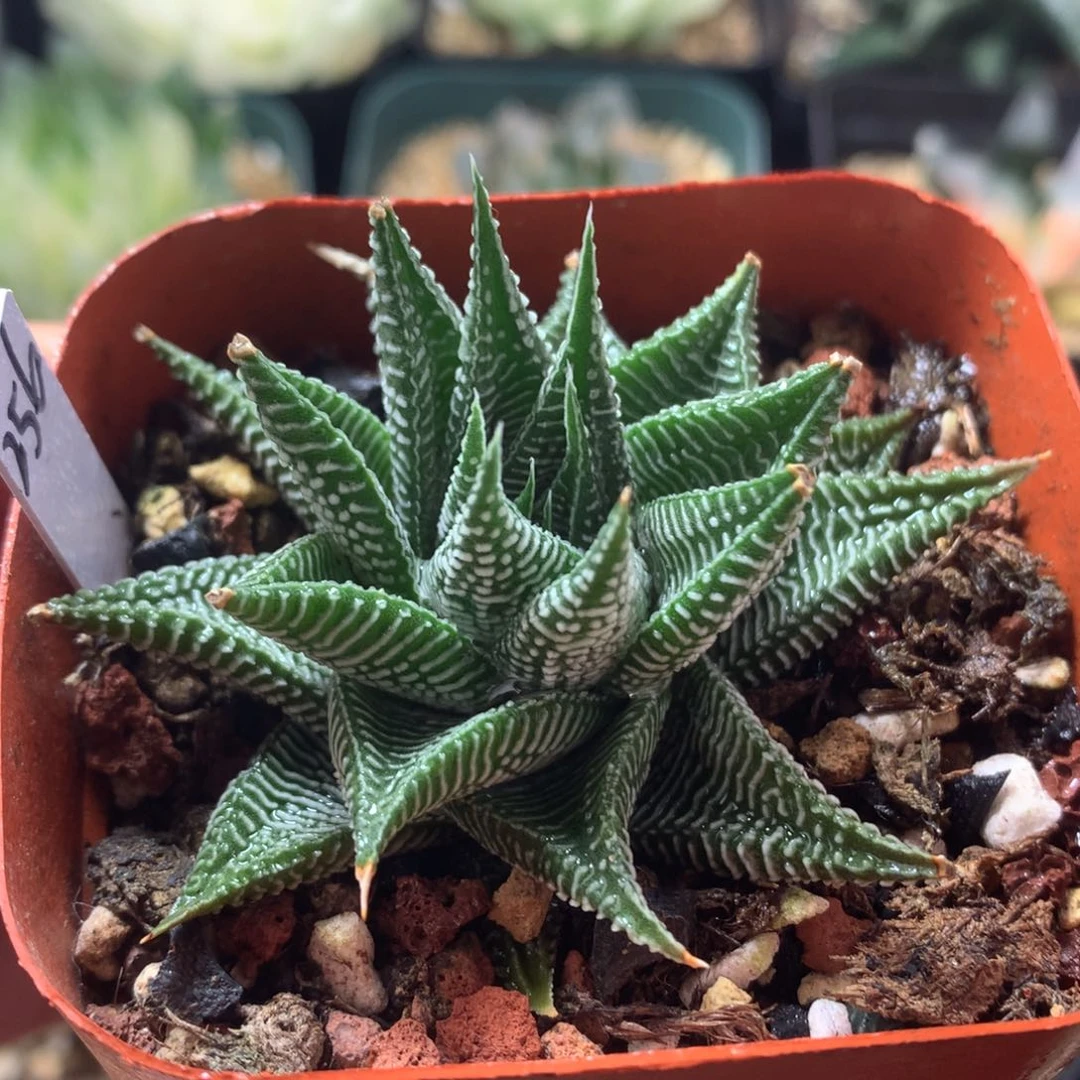 白马硬叶，带盆发货