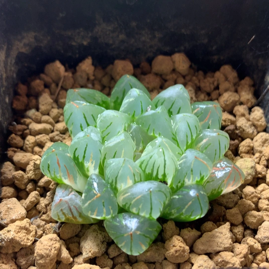 狄原no玉露锦，带盆发货