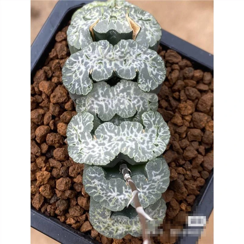 守冰玉扇M型大窗纹路清晰明显根系好带盆带土发货十二卷多肉植物