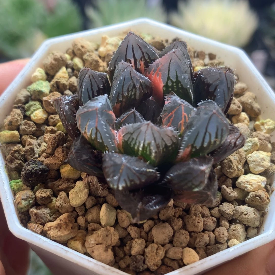 赤斑玉露锦，带盆发货