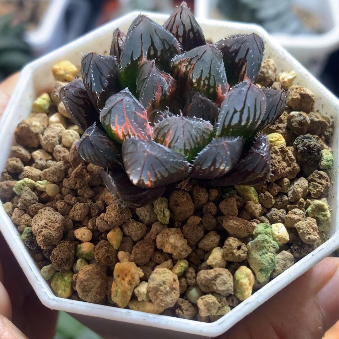 赤斑玉露锦，带盆发货