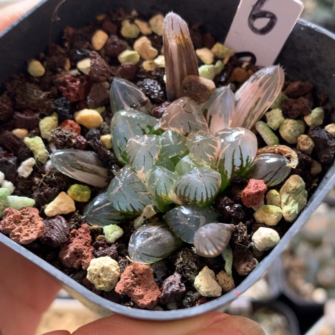 冰灯玉露锦，带盆发货