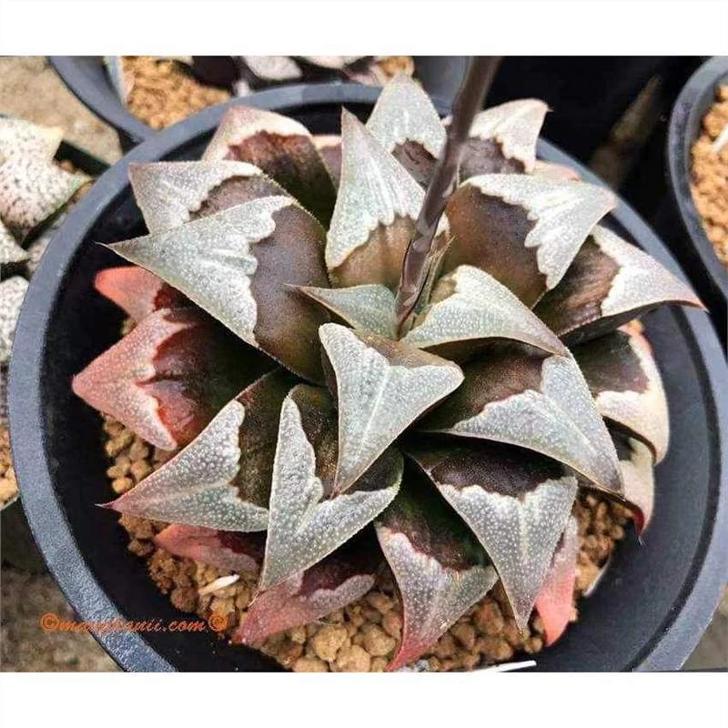 岚凤芭堤雅寿窗面独特新品根系好品相佳带盆发十二卷多肉阳台盆栽