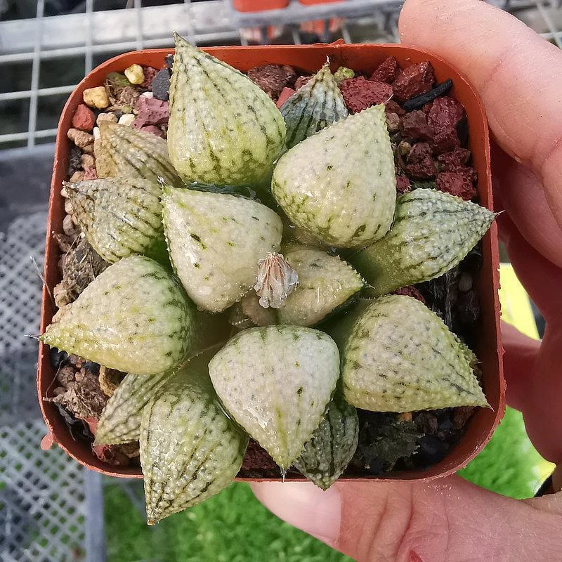 世界一号白银寿品相佳株型周正纹路明显带盆带土发货十二卷多肉