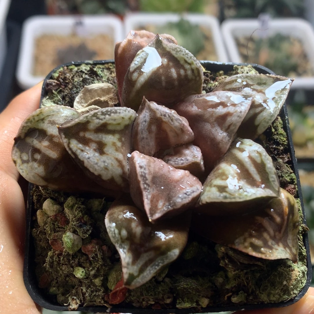 铜雀台，带盆发货