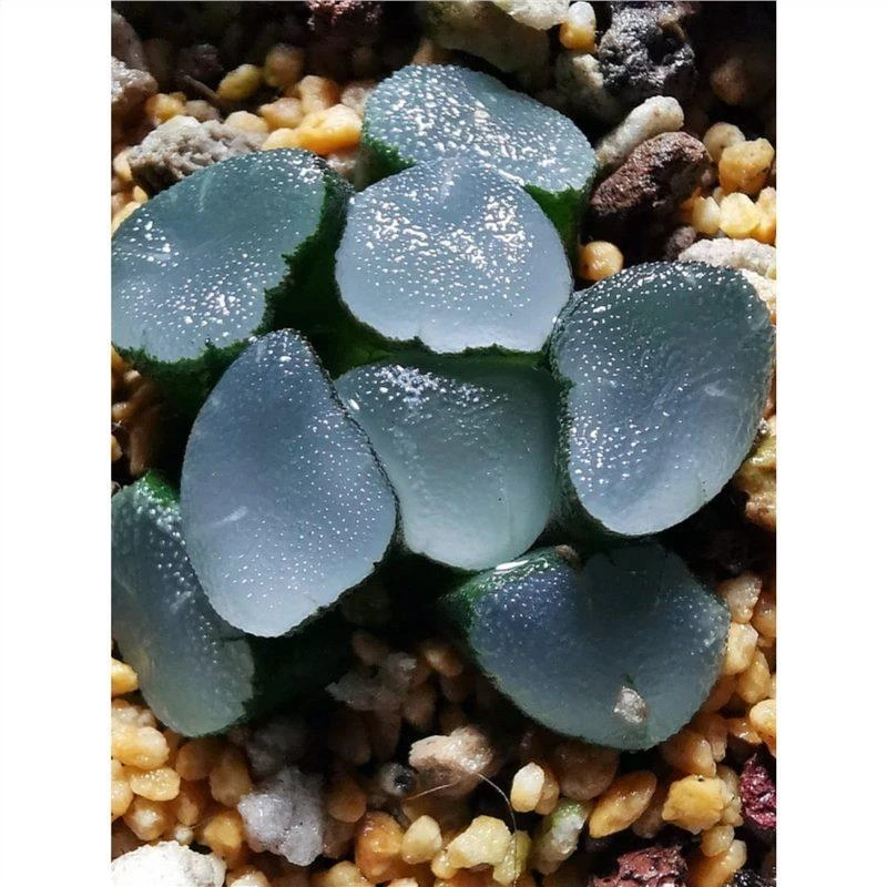 夜光杯万象3.5CM新品种带盆发货根系好品相佳多肉十二卷多肉植物