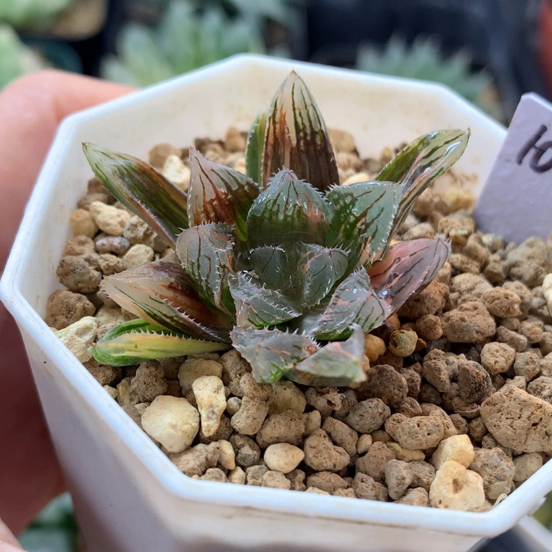 赤斑玉露锦，带盆发货