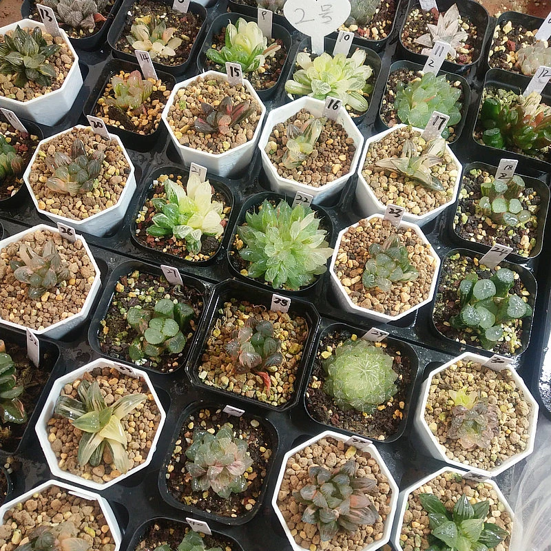 2号玉扇锦万象锦玉露锦十二卷多肉一物一拍带盆土发货5月3号更新