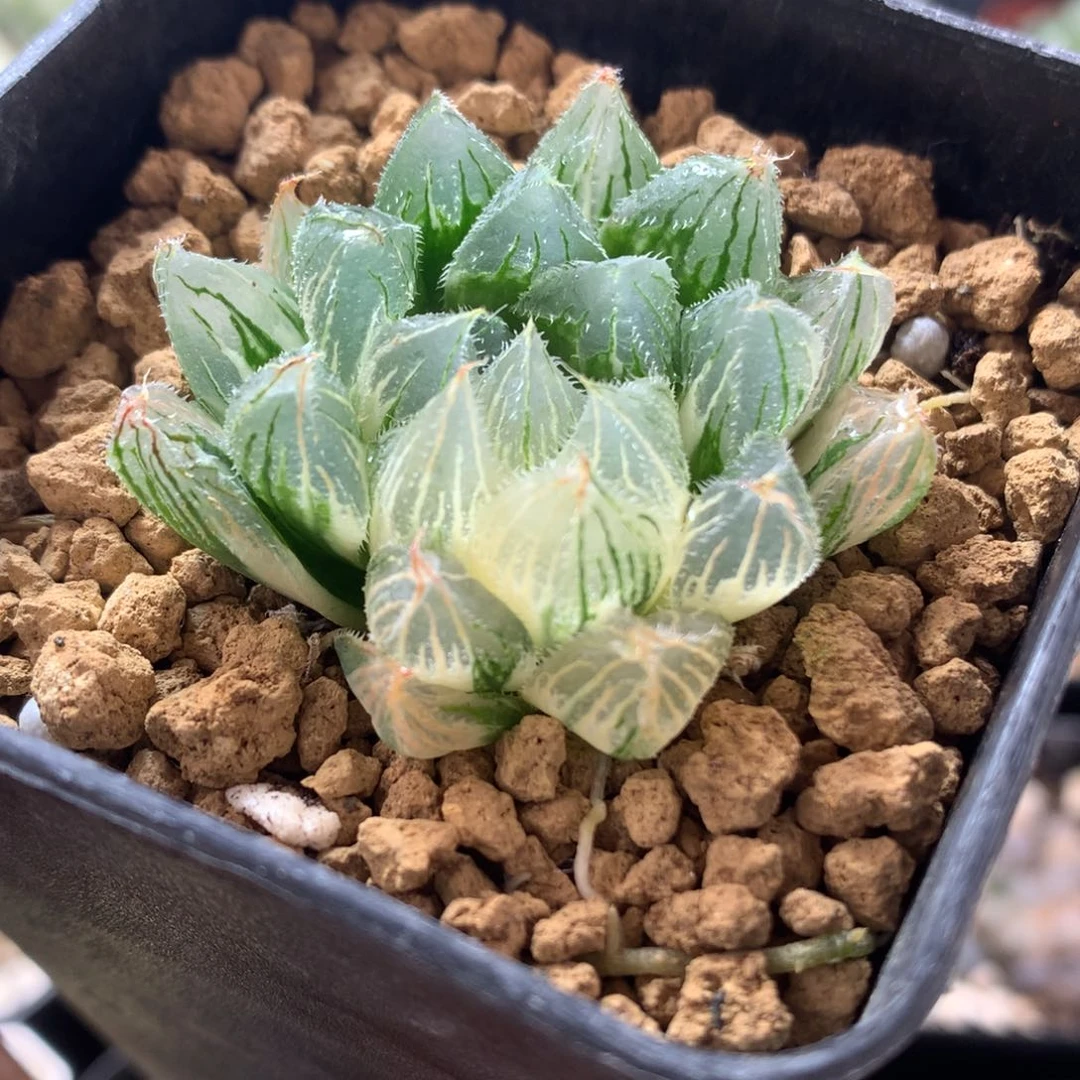 毛玉露锦，带盆发货