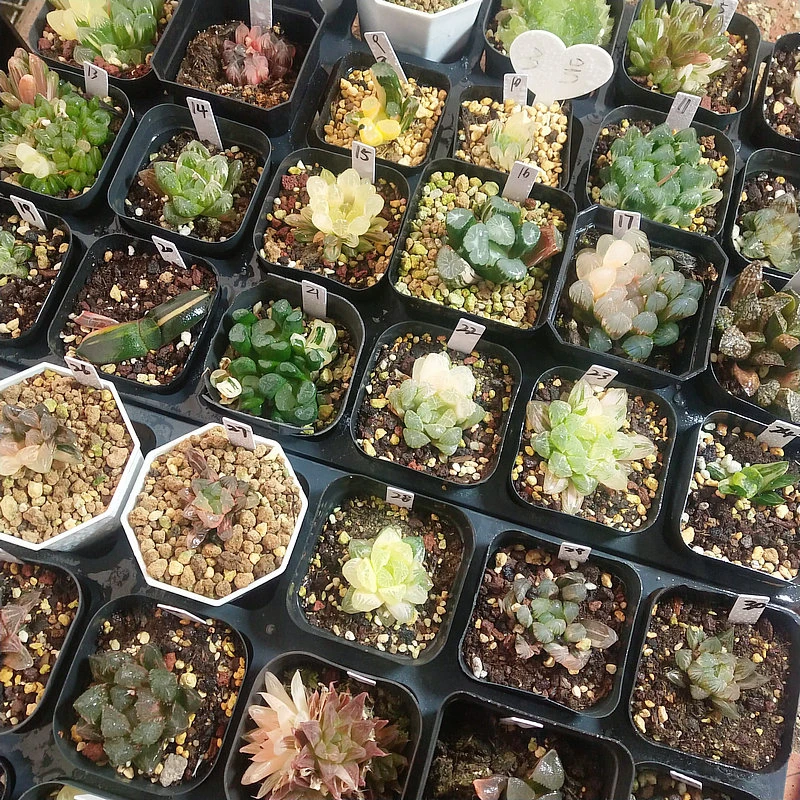 3号玉扇锦万象锦玉露锦十二卷多肉一物一拍带盆土发货5月3号更新