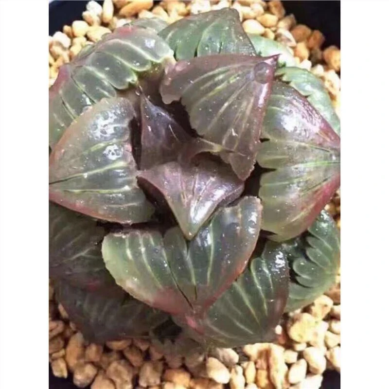 媚凤寿芭堤雅寿根系好株型周相佳十二卷多肉植物带盆发货肉肉
