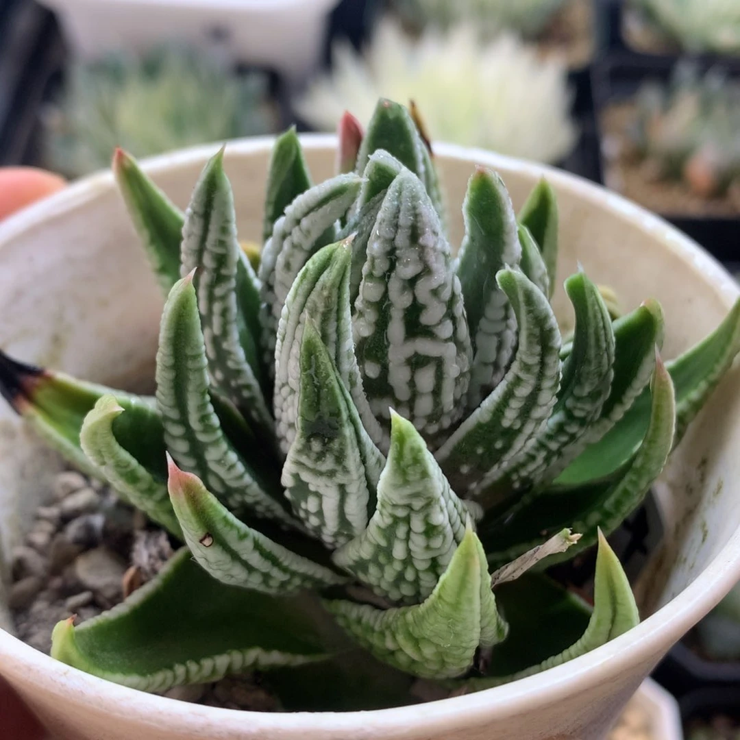 皇帝硬叶，带盆发货