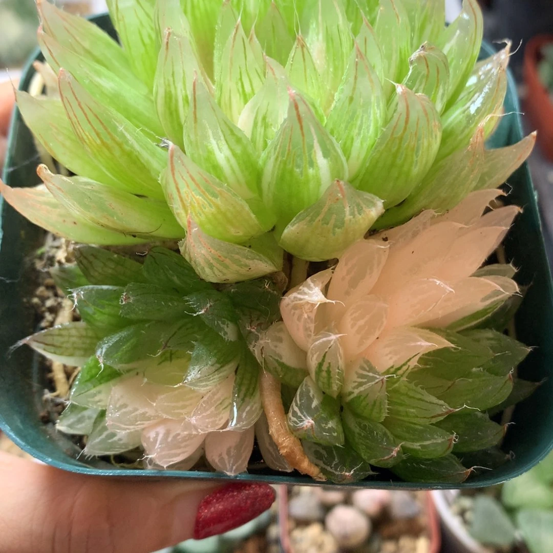 实生玉露锦，带盆发货