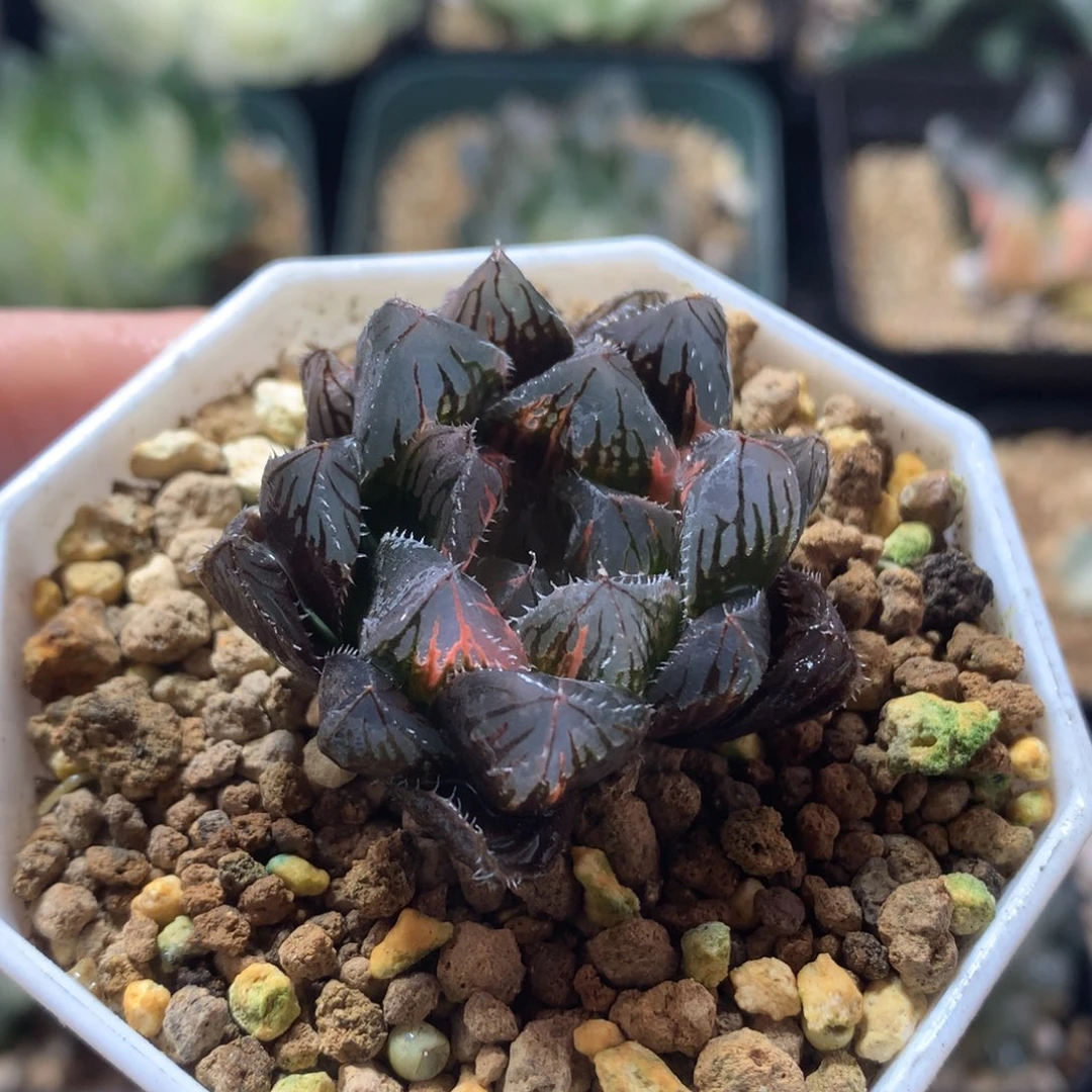 赤斑玉露锦，带盆发货