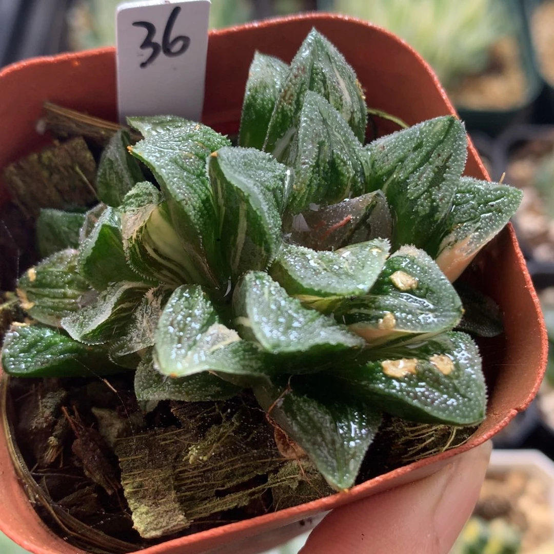 毛蟹寿锦，带盆发货