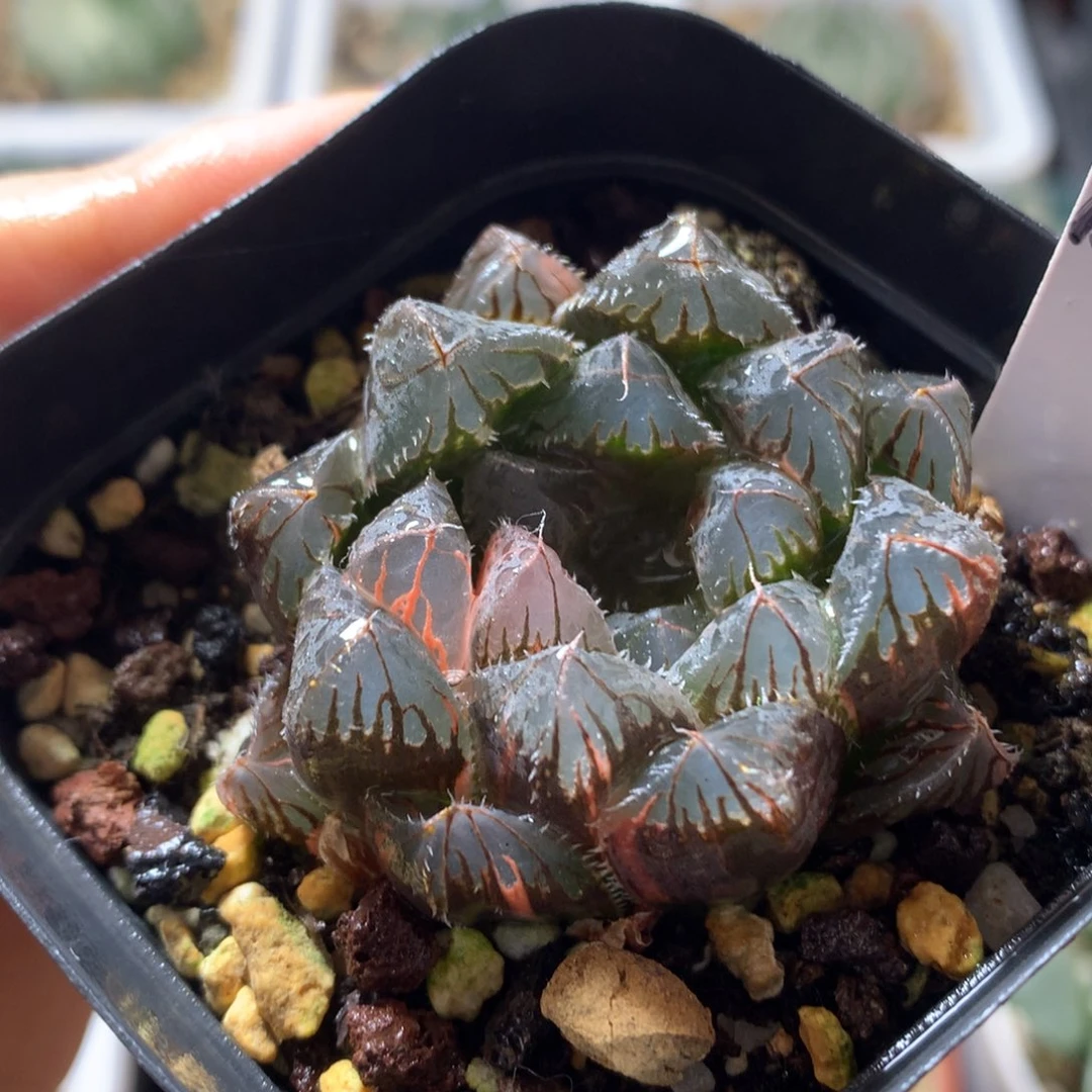 刺玉露锦，带盆发货