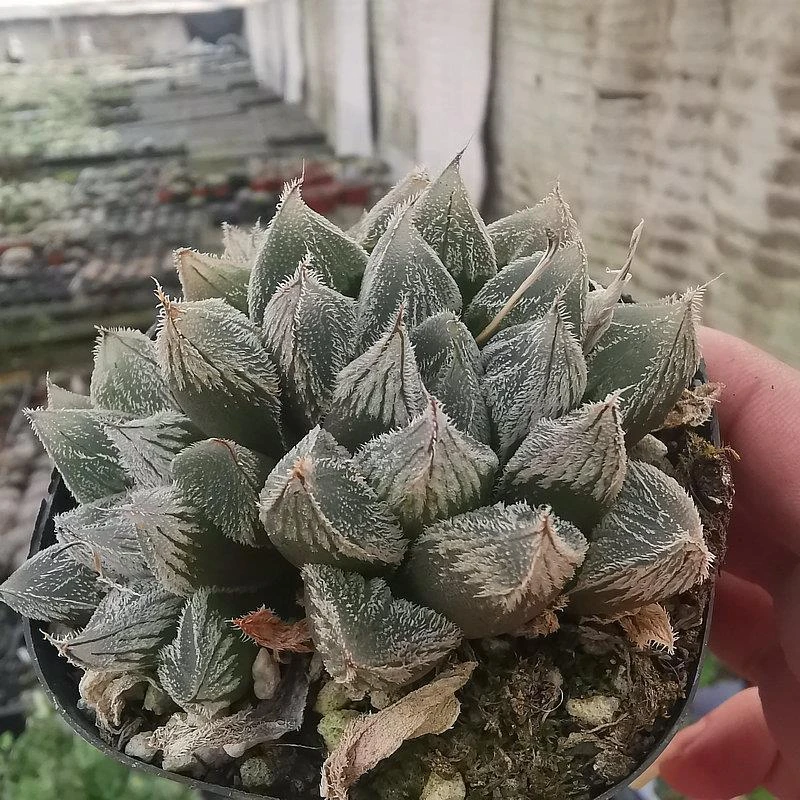 白狐狸玉露多头多肉植物大颗十二卷透明窗玉露含盆带土多肉小盆栽
