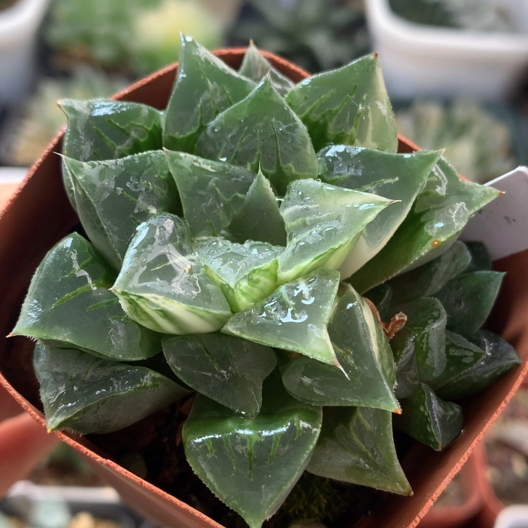 莫迪卡寿锦，带盆发货