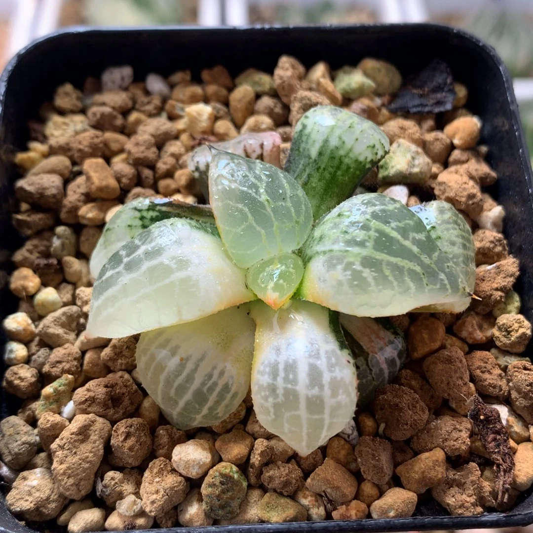 水晶101锦,带盆发货