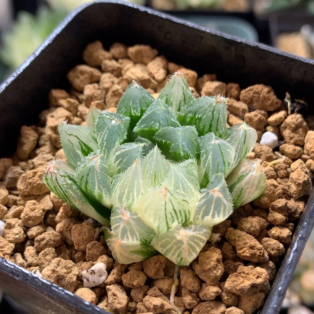 毛玉露锦，带盆发货