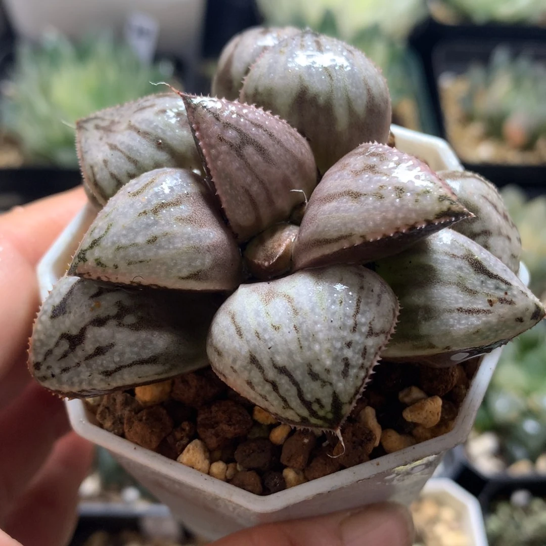 慧星寿，带盆发货