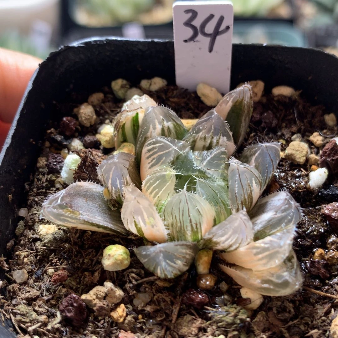 蓝镜玉露锦，带盆发货