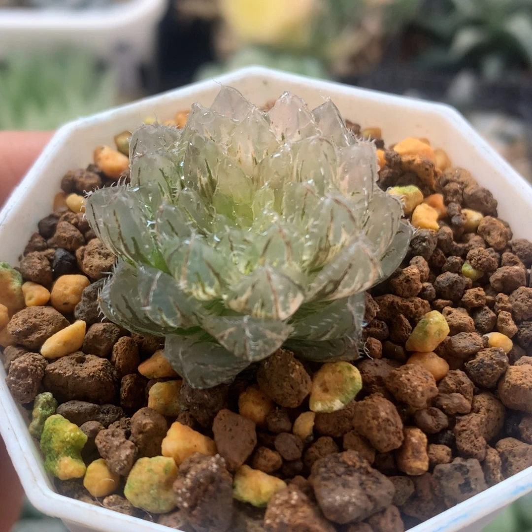 翠云玉露锦，带盆发货