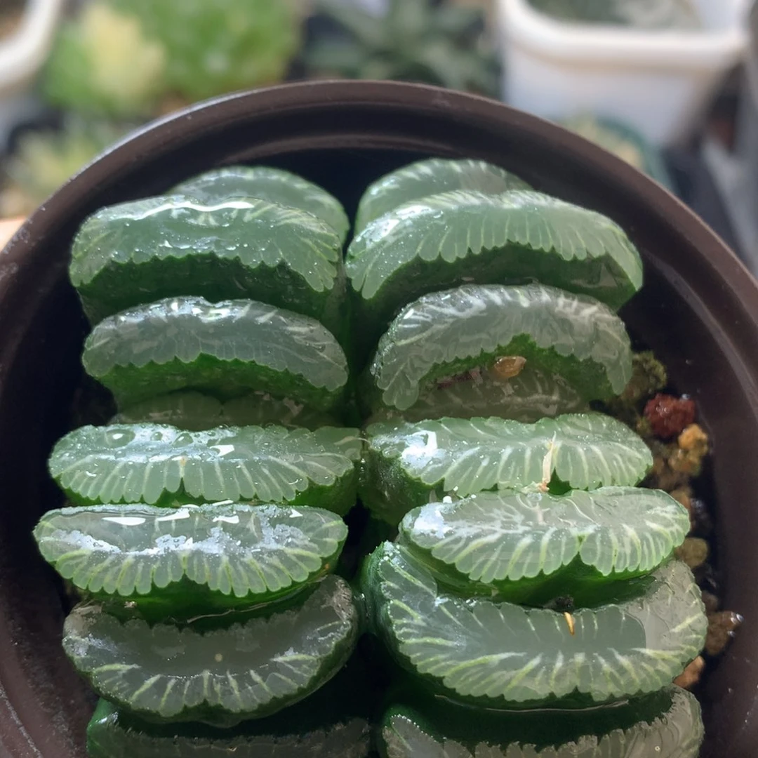 钻石玉扇，带盆发货