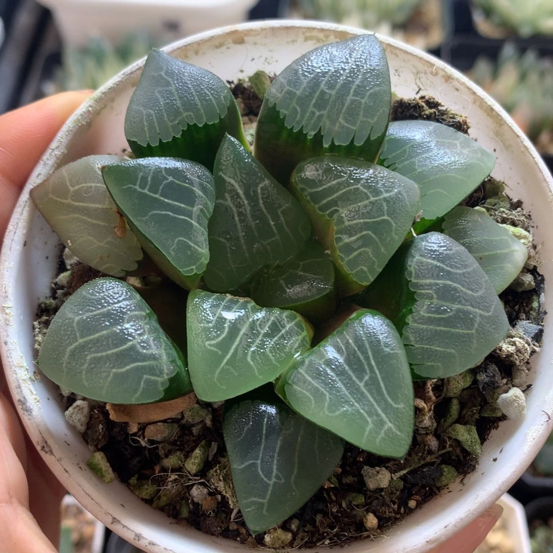 镜****ajp心克，带盆发货